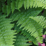 Hardy Spring Plant Collection  8
