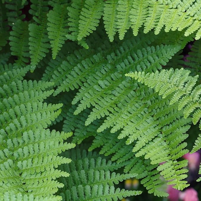 Hardy Spring Plant Collection  8