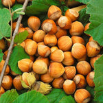 Corylus - 'Garibaldi' - White Hazelnut Tree Corylus - 'Garibaldi' - White Hazelnut Tree image3 3