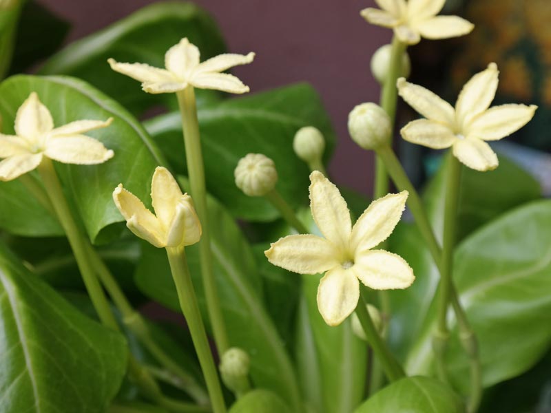 Brighamia insignis 'Hawaiian Palm' Brighamia insignis 'Hawaiian Palm' image2 3