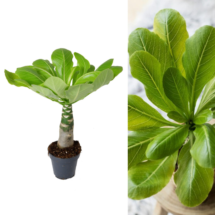 Brighamia insignis 'Hawaiian Palm' Brighamia insignis 'Hawaiian Palm' image1 2