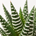 Haworthia Fasciata Big Band 'Zebra' Plant  4