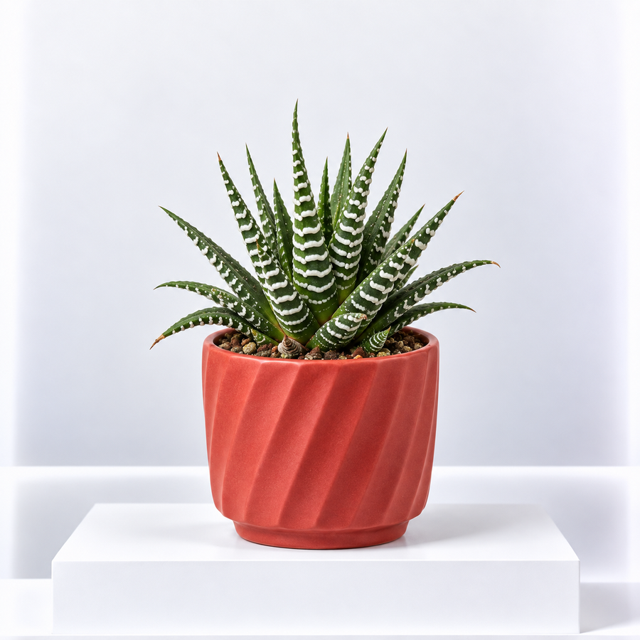 Haworthia Fasciata Big Band 'Zebra' Plant  1