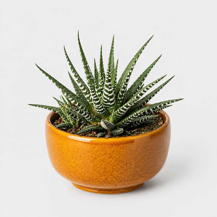 Kitchen Houseplant Collection - Calathea Rufibarba Elgergrass, Haworthia Fasciata Big Band & Philodendron White Wave  3