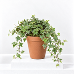 Hedera Helix White Ivy Plant Gift in Terracotta Pot  1