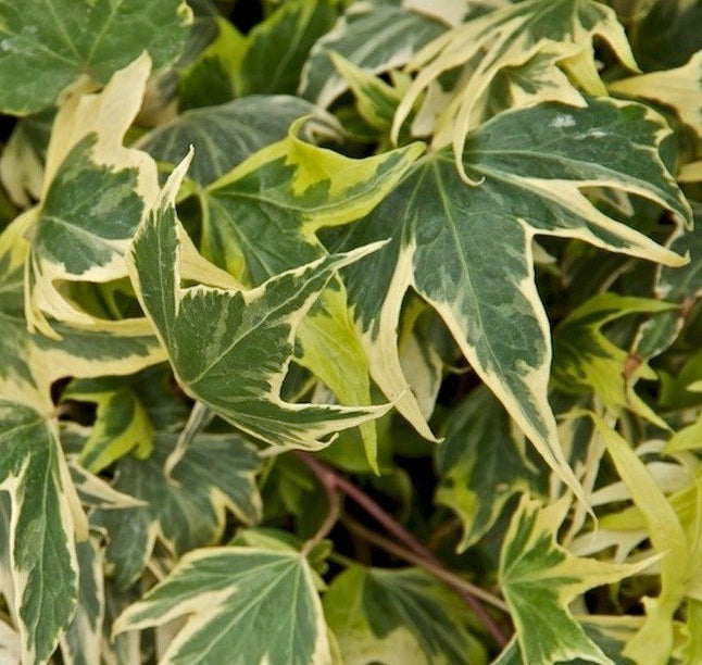 Large White and Yellow Variegated Hedera Helix Plants Hedera_helix_Yellow-Ripple 4