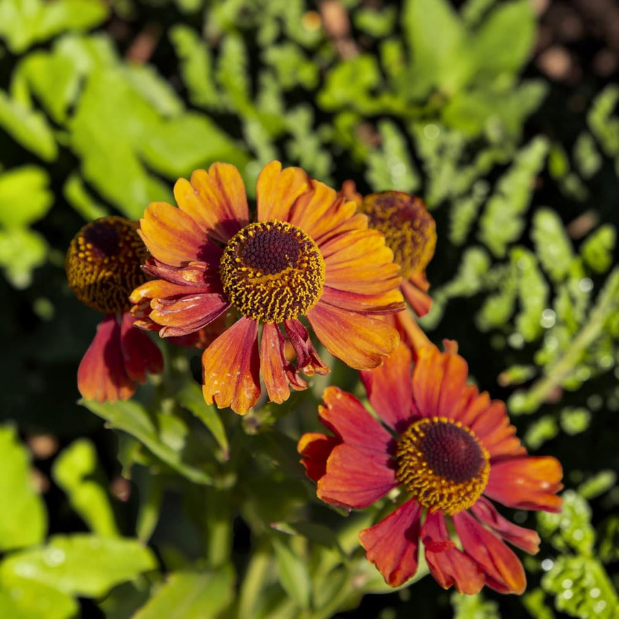 Helenium Strawberry Sundae Plant  1