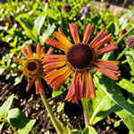 Helenium Strawberry Sundae Plant  3