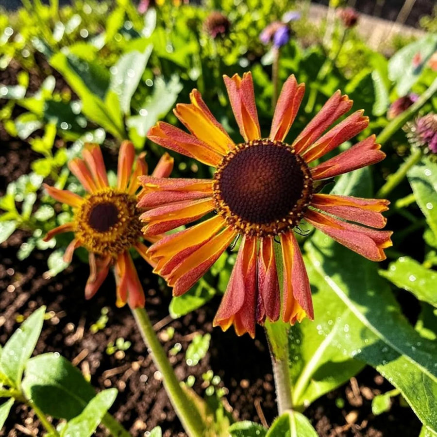 Helenium Strawberry Sundae Plant  3