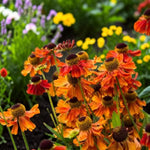 Helenium Strawberry Sundae Plant  2