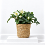 Helleborus Christmas Rose in Seagrass Basket  1