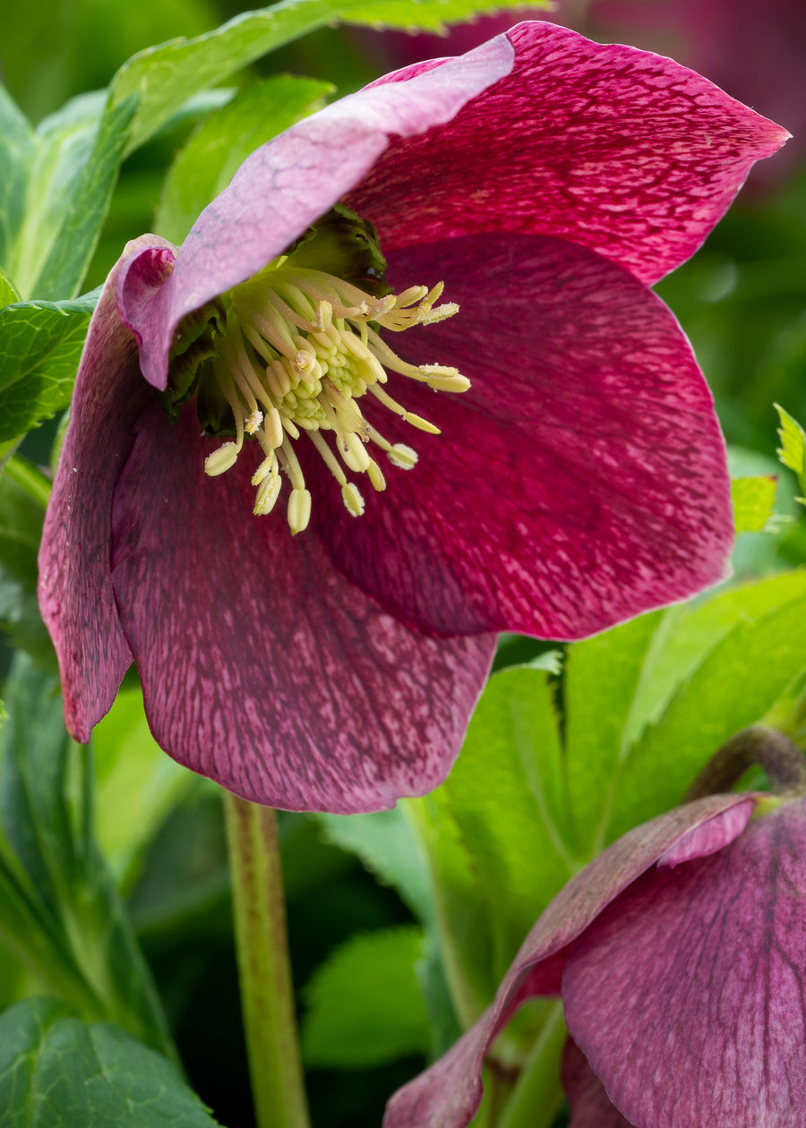 Helleborus Orientalis 'Victoria' Helleborus Orientalis 'Victoria' image2 1