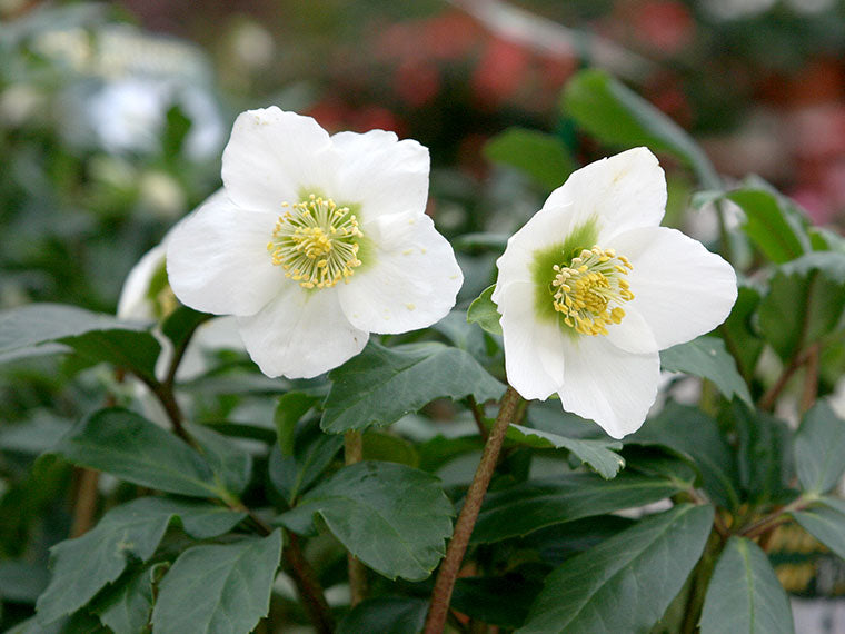 Helleborus "Niger" Helleborus-niger_5 3