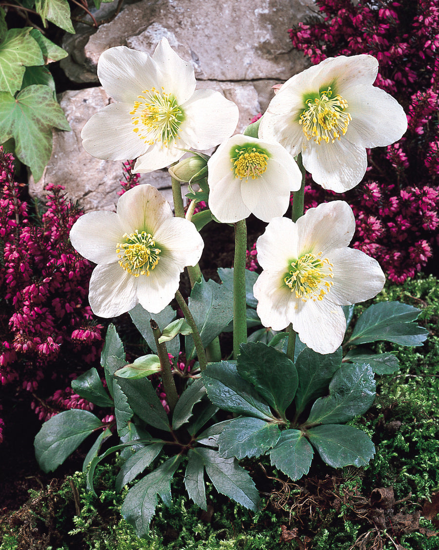 Helleborus "Niger" Helleborus_Niger_Christmas_Rose_0001538__66906 4