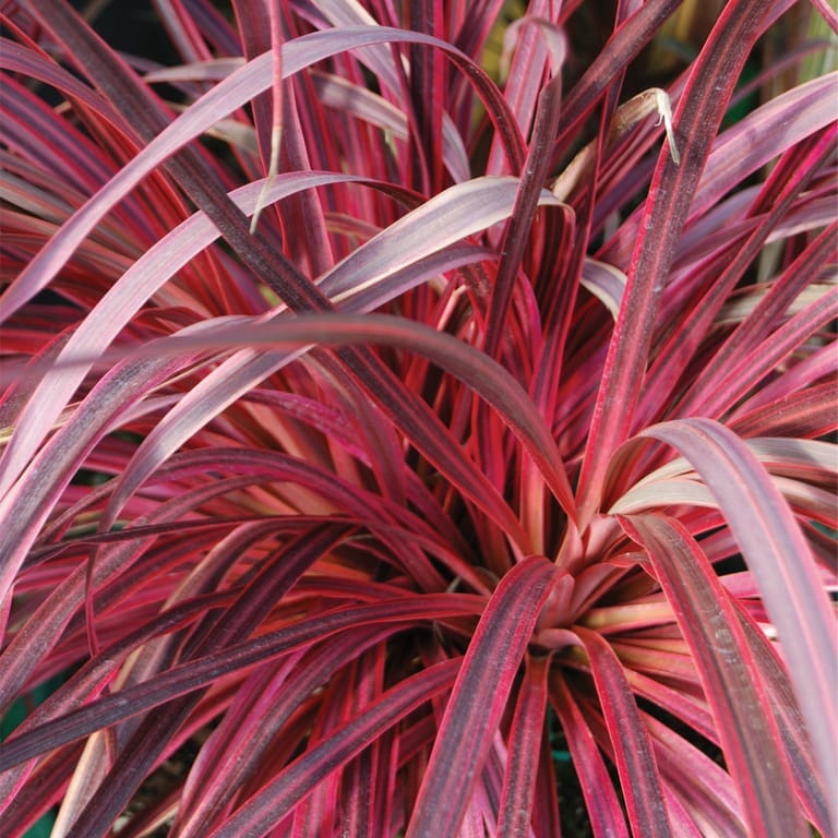 Cordyline Australis 'Salsa' Palm Cordyline Australis 'Salsa' Palm image2 2