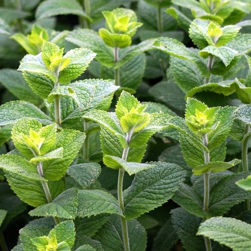 Herb Plant Mix For Beginners - 2 Rosemary, 2 Parsley & 2 Mint Plants  2