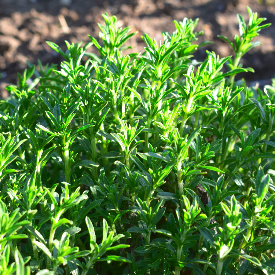 Thyme Plant  2