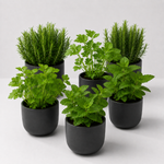 Herb Plant Collection For Beginners - Rosemary, Parsley & Mint Plants  1