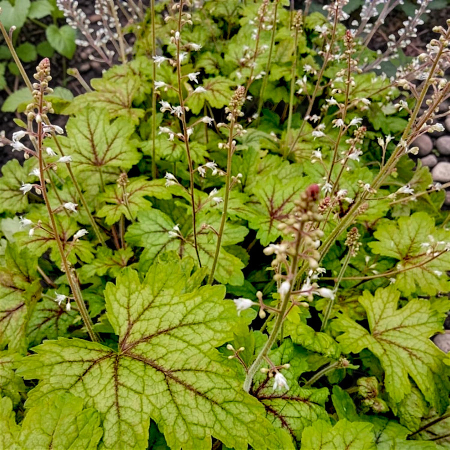 Heuchera Alabama Sunrise Plant  3