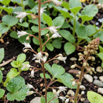 Heuchera Alabama Sunrise Plant  4