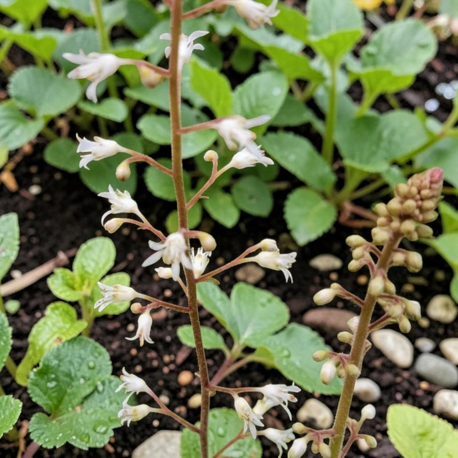 Heuchera Alabama Sunrise Plant  4