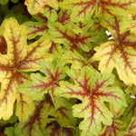 Heuchera Plant  12