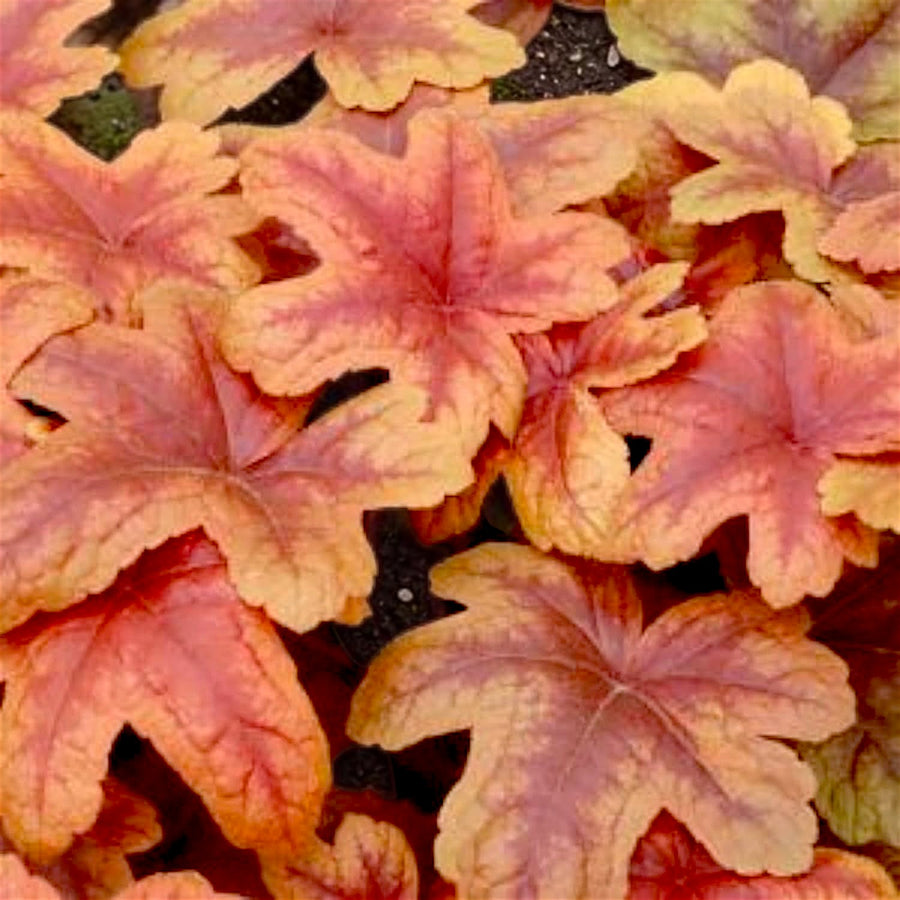 Heuchera Plant  13