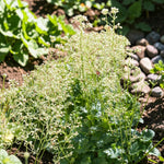 Heuchera Apple Crisp Plant  2