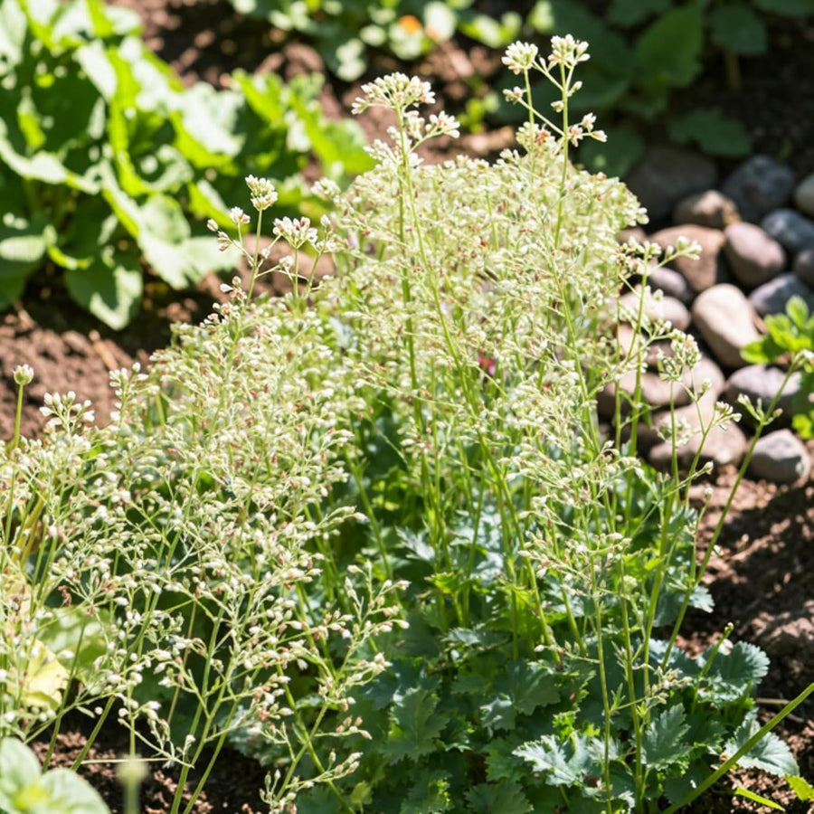 Heuchera Apple Crisp Plant  2