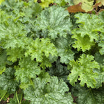 Heuchera Apple Crisp Plant  3