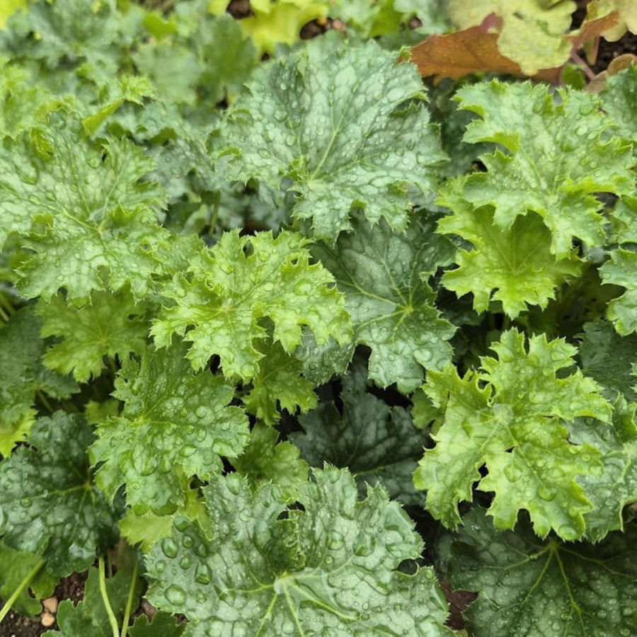 Heuchera Apple Crisp Plant  3