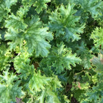 Heuchera Plant  4