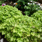 Heuchera Plant  3