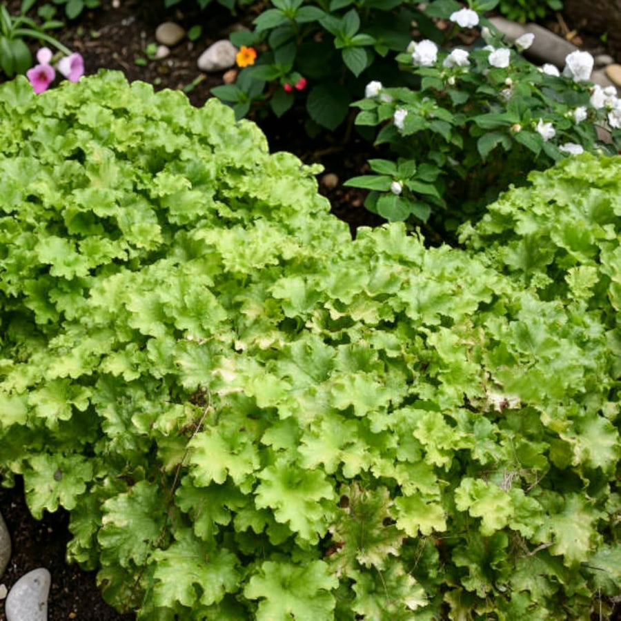 Heuchera Plant  3