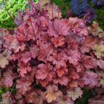 Heuchera Cranberry Plant  4