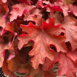 Heuchera Plant  5
