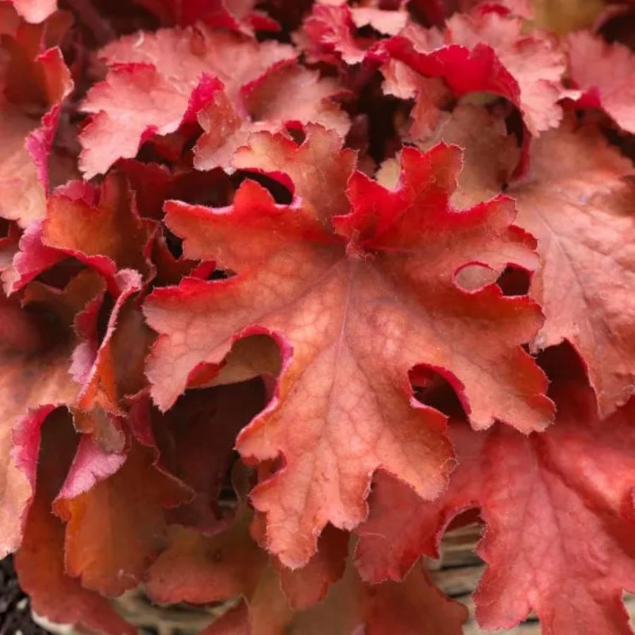 Heuchera Plant  5