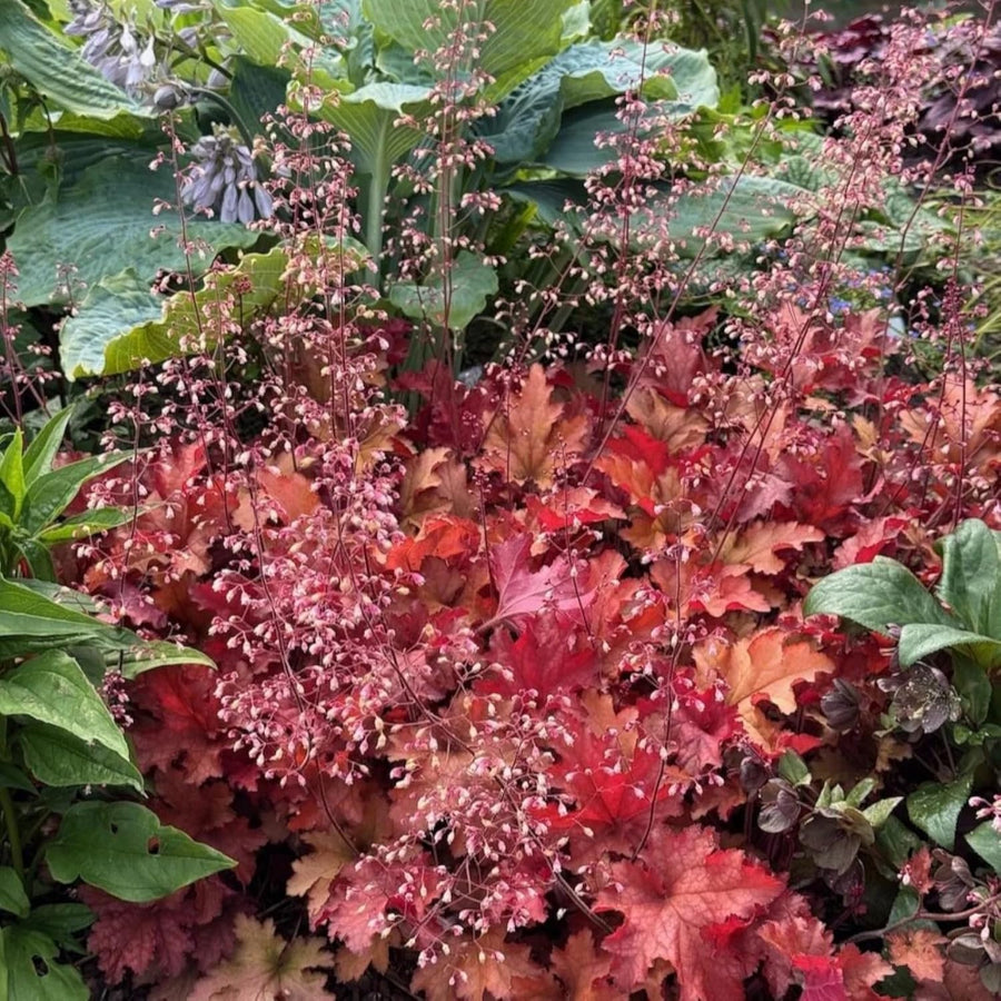 Heuchera Cranberry Plant  3