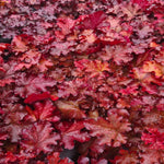 Heuchera Plant  6