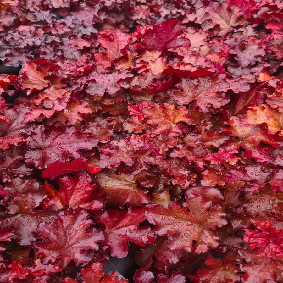 Heuchera Plant  6
