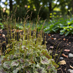 Heuchera Green Spice Plant  4
