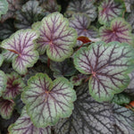 Heuchera Green Spice Plant  3