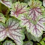Heuchera Green Spice Plant  1