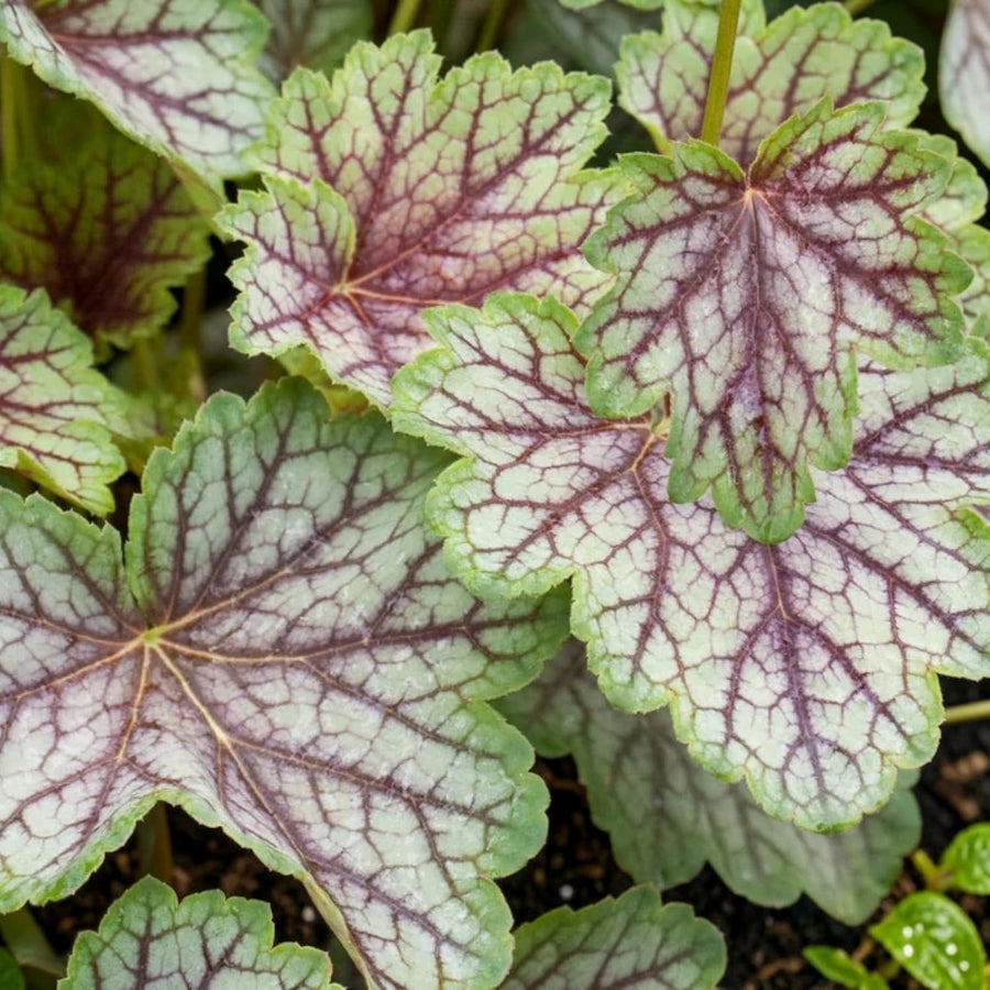 Heuchera Green Spice Plant  1
