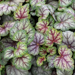 Heuchera Plant  7