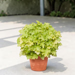Heuchera Plant  9
