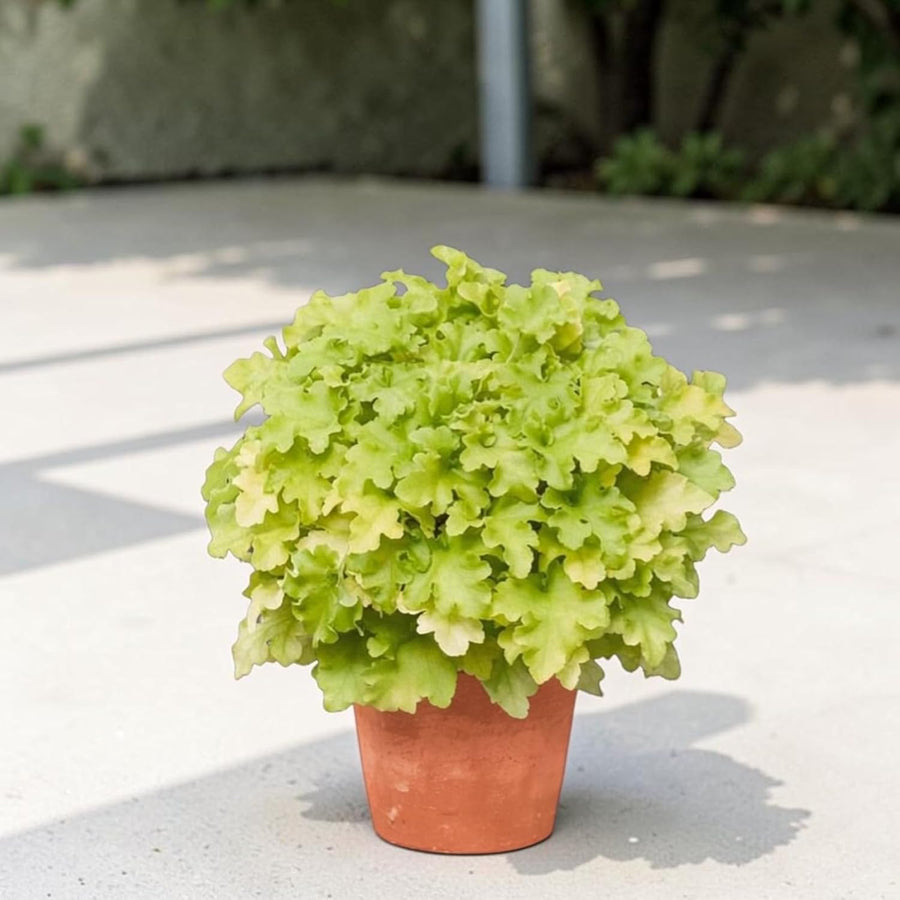 Heuchera Plant  9