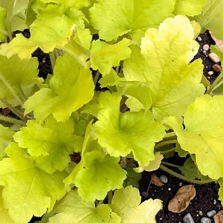 Heuchera Lime Marmalade Plant  4