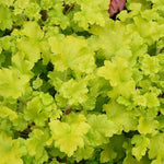 Heuchera Lime Marmalade Plant  3