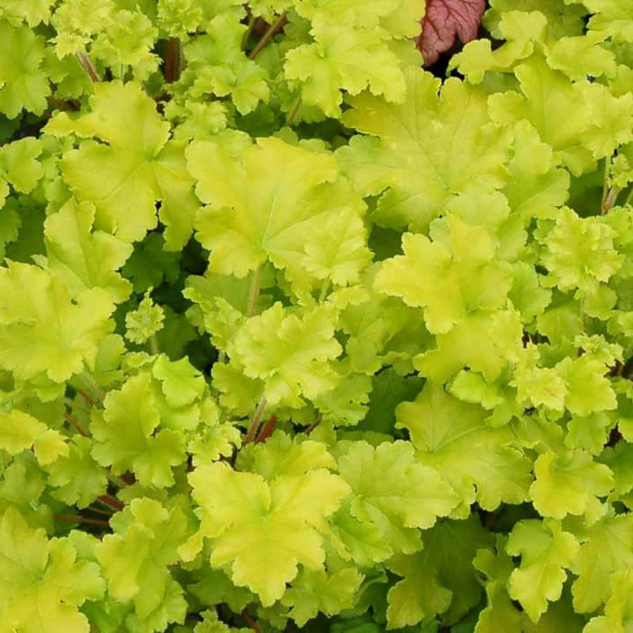 Heuchera Lime Marmalade Plant  3